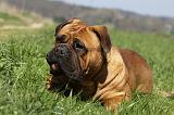 BULLMASTIFF 434